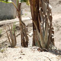 Série mexicaine