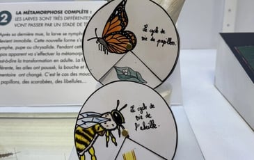 Atelier “Ma roue du cycle de vie”