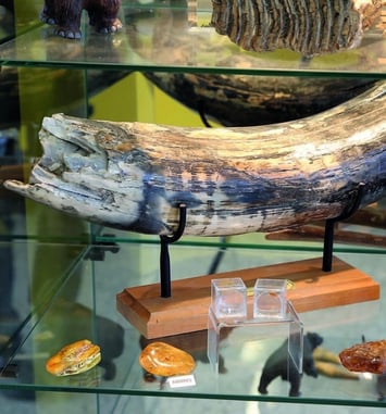 Musée des Origines de la Terre à la Préhistoire