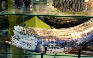 Musée des Origines de la Terre à la Préhistoire