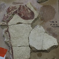 Un centre dédié aux décors romains, unique en Europe : Centre d'études des Peintures murales romaines