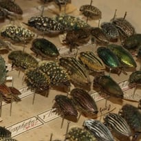 Visite commentée des collections naturalistes