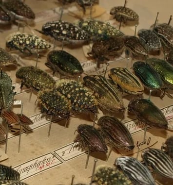 Visite commentée des collections naturalistes
