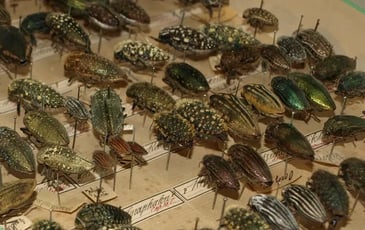 Visite commentée des collections naturalistes