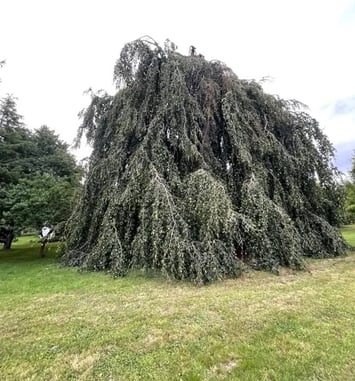 Visite commentée du parc arboré du château de Charmes Aisne