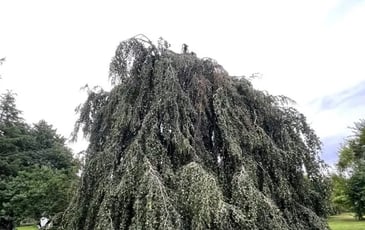 Visite commentée du parc arboré du château de Charmes Aisne